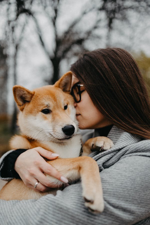 Shiba inu en Alsace : choisir le bon élevage pour vous