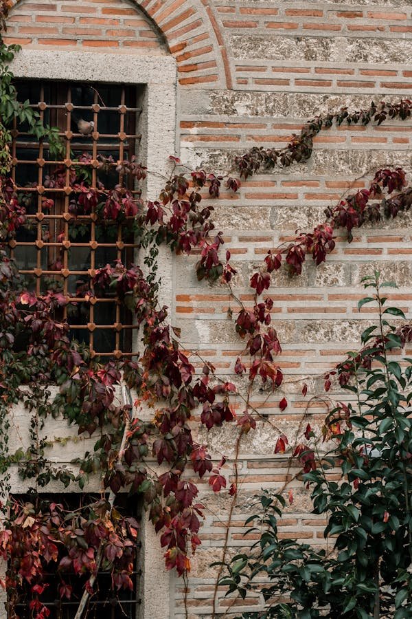 Découvrez comment prendre soin de votre laurière plante
